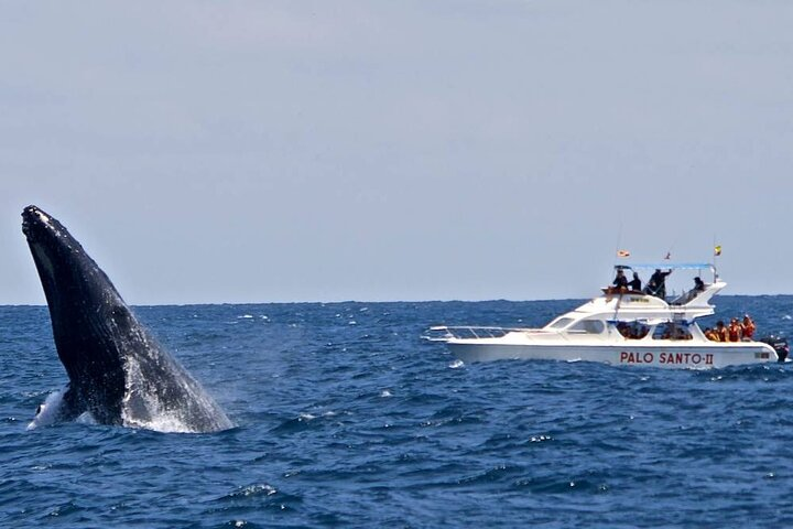 Full-Day Whale Watching Tour in Samana Bay from Santo Domingo - Photo 1 of 7